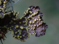 Pseudocyphellaria holarctica