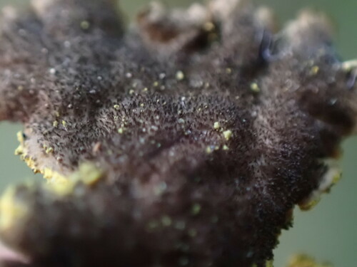 Pseudocyphellaria citrina