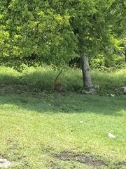 Nasua narica yucatanica