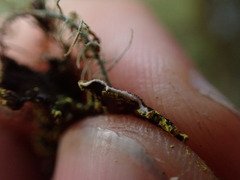 Pseudocyphellaria holarctica