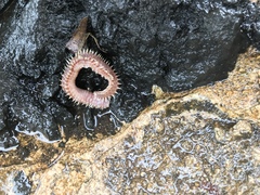 Pherecardia striata