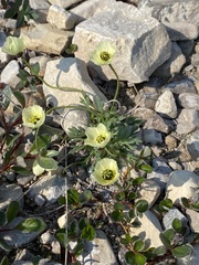 Papaver lapponicum