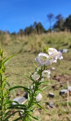 Penstemon leonensis