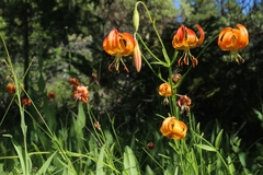 Lilium pardalinum vollmeri