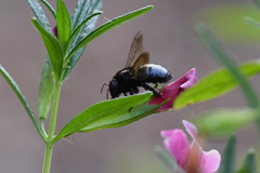Xylocopa tabaniformis orpifex