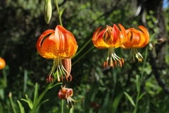 Lilium pardalinum vollmeri