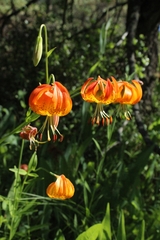 Lilium pardalinum vollmeri