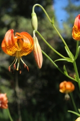 Lilium pardalinum vollmeri