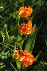 Lilium pardalinum vollmeri