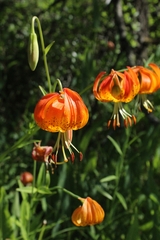Lilium pardalinum vollmeri