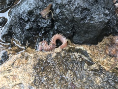 Pherecardia striata
