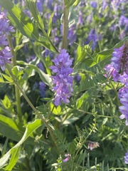 Vicia cracca