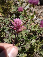 Castilleja elata