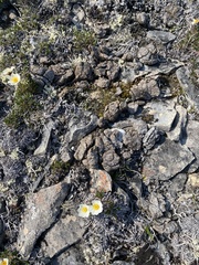 Ovibos moschatus