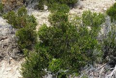 Erica manipuliflora