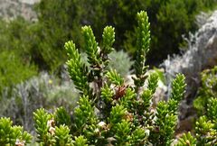 Erica manipuliflora