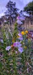 Penstemon leonensis
