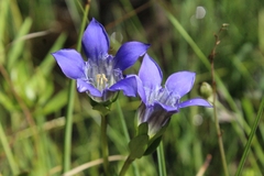 Gentiana setigera
