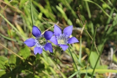 Gentiana setigera