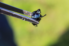Phanaeus furiosus