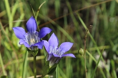 Gentiana setigera