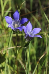 Gentiana setigera