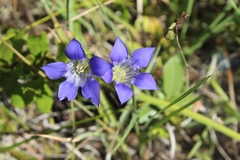 Gentiana setigera