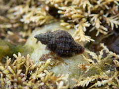 Paciocinebrina interfossa