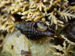 Paciocinebrina interfossa