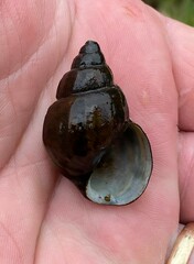 Campeloma decampi