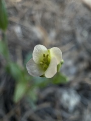 Arabis platysperma var. howellii