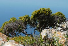 Euphorbia acanthothamnos