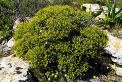 Euphorbia acanthothamnos