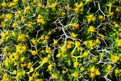 Euphorbia acanthothamnos