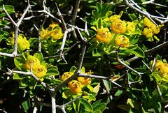 Euphorbia acanthothamnos