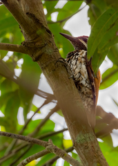 Dinopium benghalense