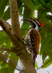 Dinopium benghalense