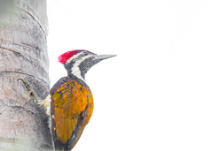 Dinopium benghalense