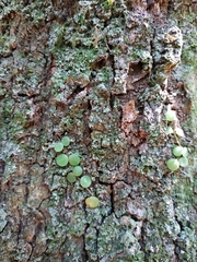 Peperomia cyclophylla