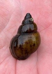 Campeloma decampi