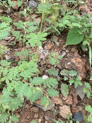 Kallstroemia grandiflora