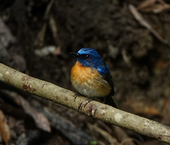 Cyornis