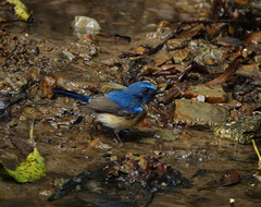 Cyornis