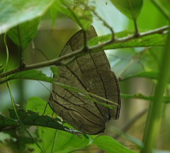 Amathuxidia amythaon