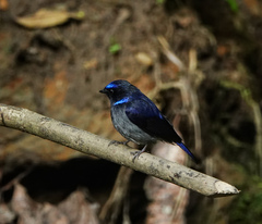 Niltava macgrigoriae