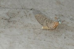 Maccaffertium modestum