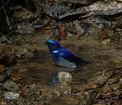 Niltava macgrigoriae