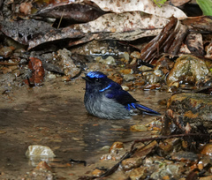 Niltava macgrigoriae