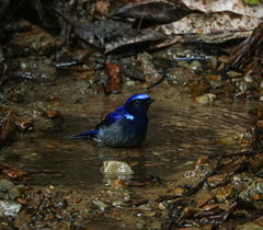 Niltava macgrigoriae