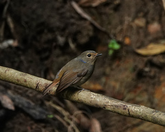 Niltava macgrigoriae